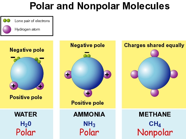 Is NH3 a polar or a non-polar molecule?